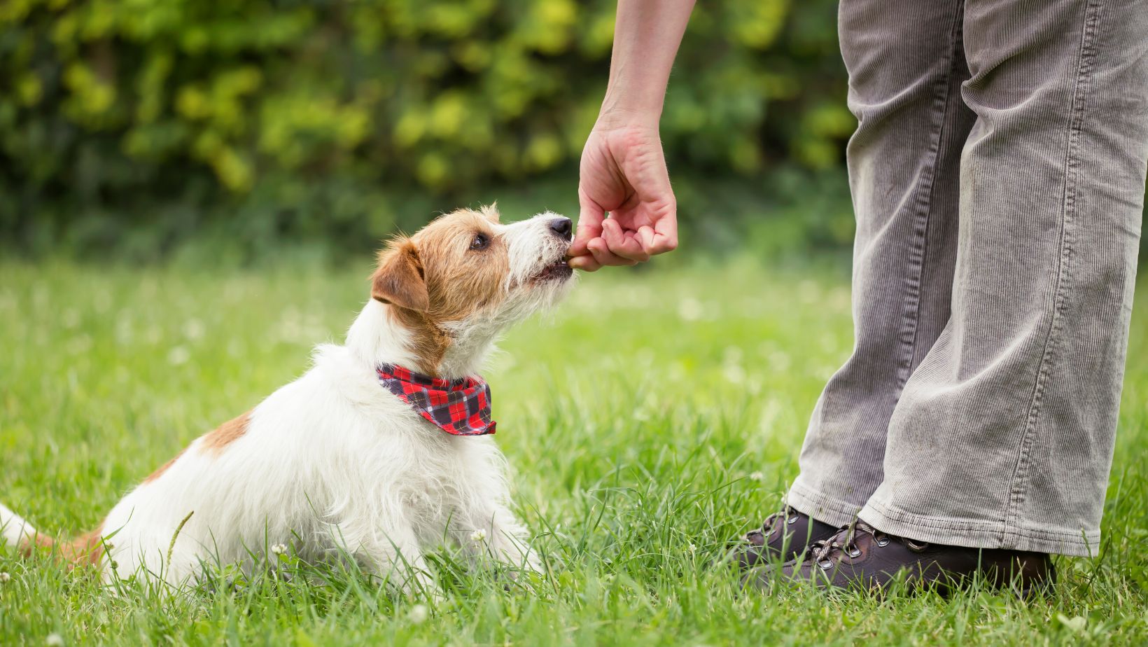 seerway pet training mat manual