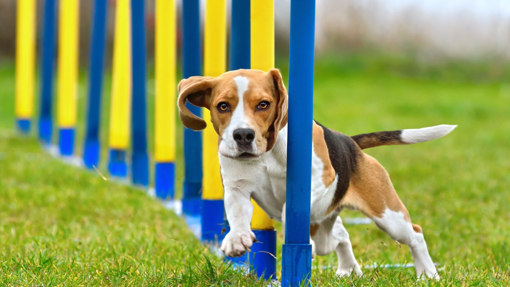 does pet insurance cover behavioral training