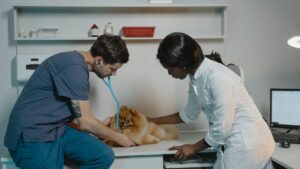 Becoming a Vet: What Students Need to Know About the Journey Ahead