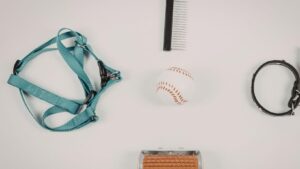 Choosing the Right Nylon Dog Leads for Your Daily Walk